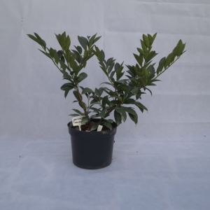 PRUNUS LAUROCERASUS “VAN NES”