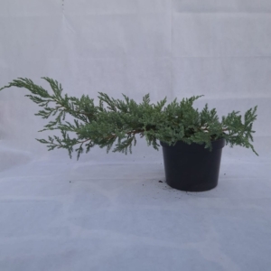 JUNIPERUS SQUAMATA “BLUE CARPET”