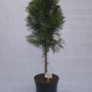 THUJA OCCIDENTALIS “SMARAGD - STABLO”