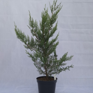 CUPRESSOCYPARIS LAYLANDII “CASTLEWELLAN  GOLD”