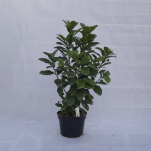 PRUNUS LAUROCERASUS “ETNA”