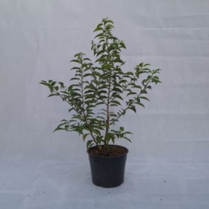 PRUNUS LUSITANICA “ANGUSTIFOLIA”