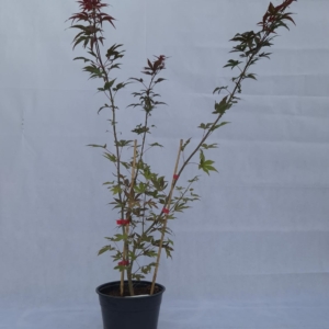 ACER PALMATUM “ATROPURPUREUM”
