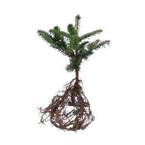 Abies nordmanniana 2+2 (15-25cm)